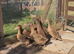 Khaki Campbell female ducks for sale