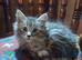 Maine Coon kittens. Mother is TICA registered.