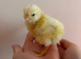 Stunning Hybrid chicks