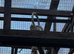 Adorable Cockatiels for sale and cages