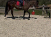 A very smart hunter type / trecking horse