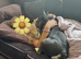 KC Registered 4 year old Male French Bulldog
