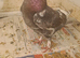 Lovely bird