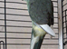 Kakariki hen