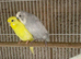 Budgie pair
