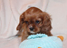 Gorgeous Cavalier King Charles Spaniel
