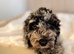 Premium Quality Teddy Toy Cavapoos F1B DNA Health Tested
