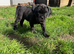 Cane Corso Puppies – 3 Females & 1Males