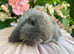 Mini lops