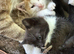 Domestic shorthair kittens for sale