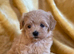 Korean Maltipoo's tiny 1 boy remaining