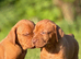 Show Bred, Docked Vizsla PUPPIES