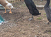 Indian runner ducks Free