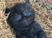 high quality exotic female kittens
