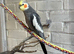 Super cute male cockatiel