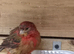 Pair red and black canaries