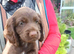 Working cocker spaniel puppies