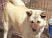 Female akita