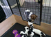 7 Lovely Jack Russell pups for Sale