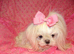 Gorgeous Babydoll KC Registered Korean Maltese Adult Girl