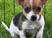 Jack Russel puppies