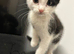 Kittens needing a home!!! Ready to leave