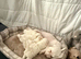 Beautiful Cavachon Puppies Looking for Their Forever Loving Homes ️