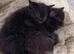 Ragdoll mix