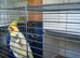 Cockatiel believed to be male. About 2 years old, used to an aviary.
