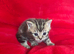 Beautiful Scottish fold kittens