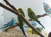 English Show Budgies for Sale Job lot of 10 mixed colours and sex