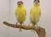 2026 canaries all fit and healthy
