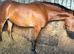 15.2 Standard Bred 3 Yr old Gelding