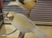 X4 Canaries 7 weeks old stunning colours £30 each