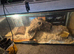 Ball python and corn snakes