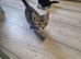 5 litter kittens for sale ready to go now