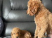 toy poodles