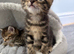 Kitten