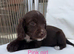 Working chocolate puppies