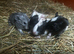 Baby guinea pigs