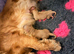 Gorgeous red/apricot cavapoo babies