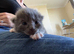 5 beautiful kitten