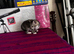Adorable tabby kittens