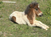 Shetland colt foal