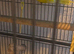 Male and female breeding pair of caique parrots with a chick