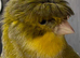 6 canaries