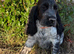 Stunning show type cocker spaniel girl puppy