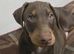 Beautiful Brown/Tan (Chocolate/Tan) Dobermann puppy