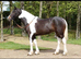 Stunning coloured sports horse mare