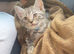 Kitten for sale